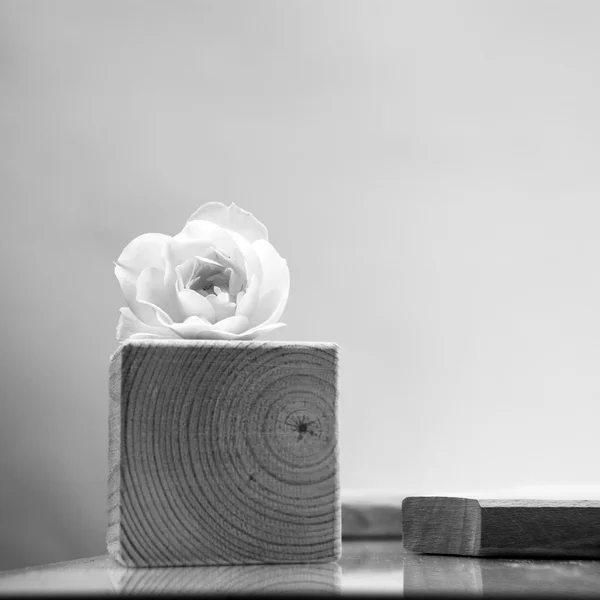 Bianco e nero, pezzi geometrici in legno con rosa bianca e fondo grigio chiaro — Foto Stock