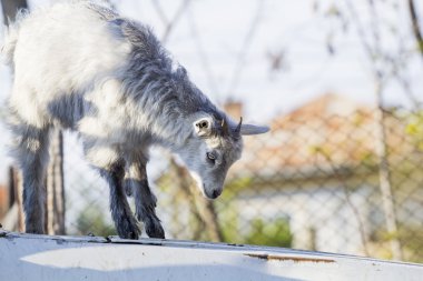 Bebek keçi portre yeşil arka plana sahip