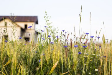 Yeşil buğday alan ve arka plan eski, terk edilmiş bir evde ile mavi çiçekler