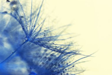 karahindiba tohumları ile doğal zemin üzerine su damlaları