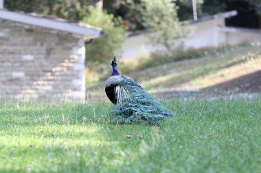 Güzel bir rezervasyon Peacock'da