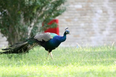 Güzel bir rezervasyon Peacock'da