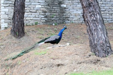 Güzel bir rezervasyon Peacock'da