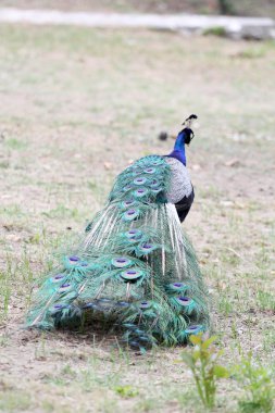 Güzel bir rezervasyon Peacock'da