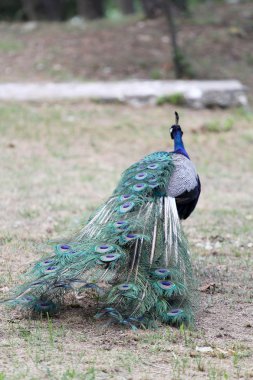 Güzel bir rezervasyon Peacock'da
