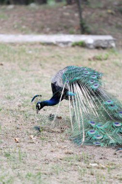 Güzel bir rezervasyon Peacock'da