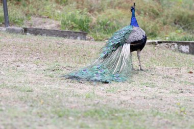 Güzel bir rezervasyon Peacock'da