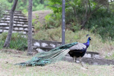 Güzel bir rezervasyon Peacock'da