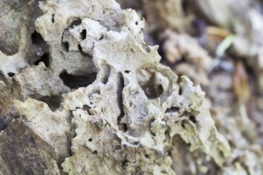 eski bir ağaç gövdesi solucan izleri olan ahşap solucanlar tarafından yemiş kabukları ağacına kalır.