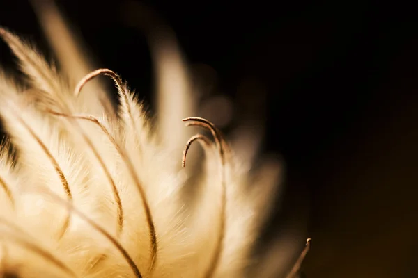 Абстрактный состав с сушеными семенами клематиса и светом — стоковое фото
