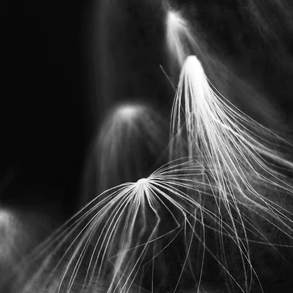 Composición abstracta con semillas de plantas secas. Parecen semillas de diente de león. —  Fotos de Stock