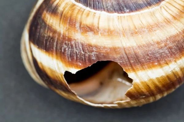 Gyümölcsös csiga (helix pomatia) - shell sötét háttérrel — Stock Fotó