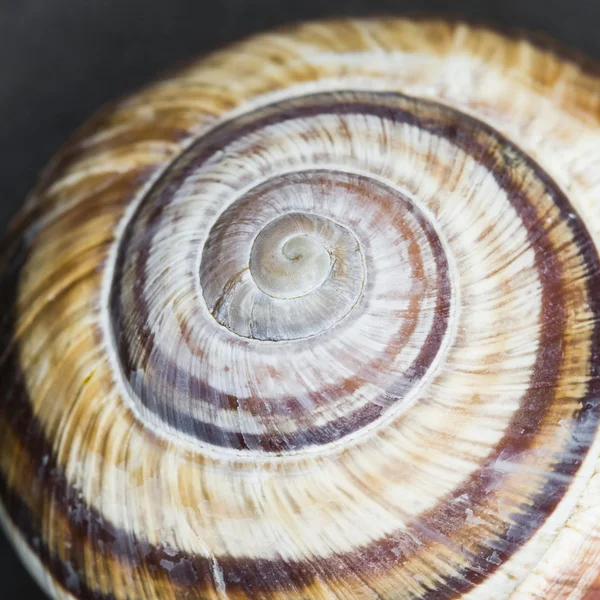 Gyümölcsös csiga (helix pomatia) - shell sötét háttérrel — Stock Fotó