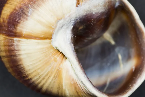 Gyümölcsös csiga (helix pomatia) - shell sötét háttérrel — Stock Fotó