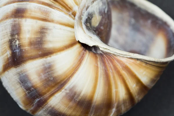 Orchard snail (Helix pomatia) - shell with dark background — Stock Photo, Image