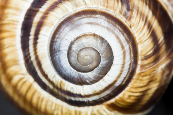 Gyümölcsös csiga (helix pomatia) - shell sötét háttérrel — Stock Fotó