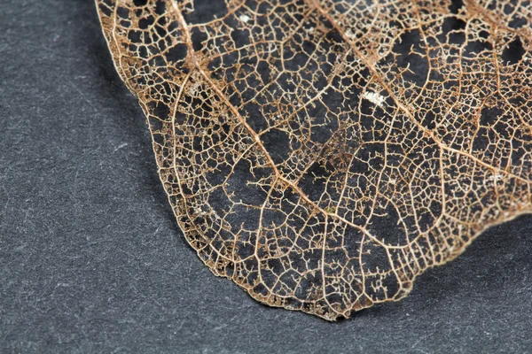 Texture with rotten leaves with fibers on a concrete surface - filigree abstract — Stock Photo, Image