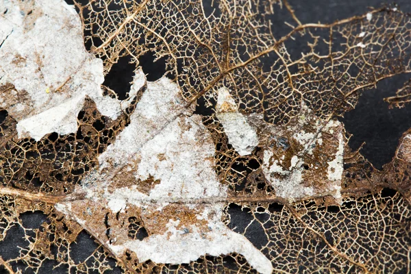 Texture with rotten leaves with fibers on a concrete surface - filigree abstract — Stock Photo, Image