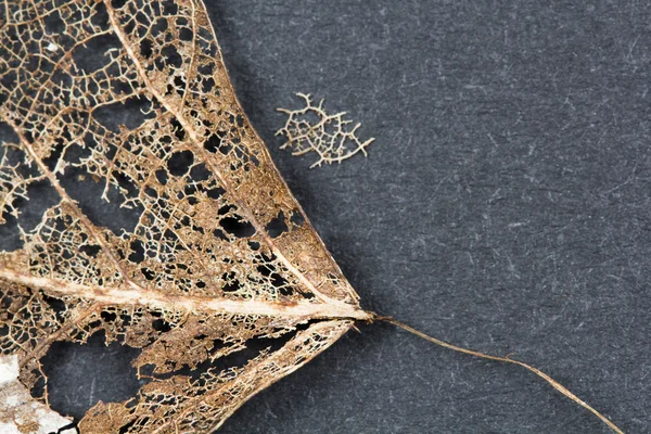 Texture with rotten leaves with fibers on a concrete surface - filigree abstract — Stock Photo, Image