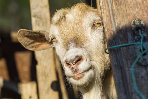 Retrato de cabra com fundo natural — Fotografia de Stock