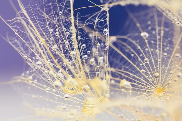 Semillas de diente de león con gotas de agua sobre fondo natural — Foto de Stock