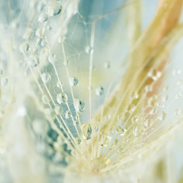 Graines de pissenlit avec des gouttes d'eau sur fond naturel — Photo