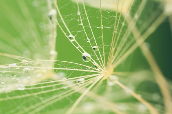 Semillas de diente de león con gotas de agua sobre fondo natural — Foto de Stock