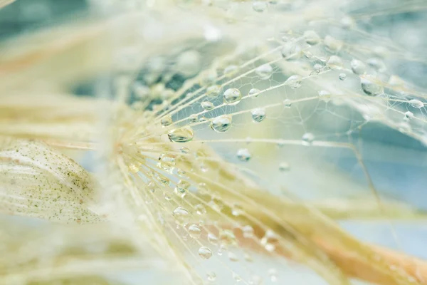Semillas de diente de león con gotas de agua sobre fondo natural —  Fotos de Stock