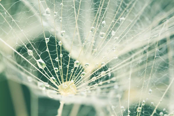 Paardebloem zaden met waterdruppels op natuurlijke achtergrond — Stockfoto