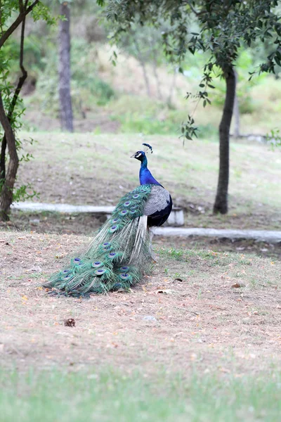 Schöner Pfau in einem Reservat — Stockfoto