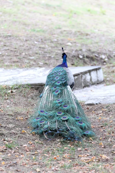 Schöner Pfau in einem Reservat — Stockfoto