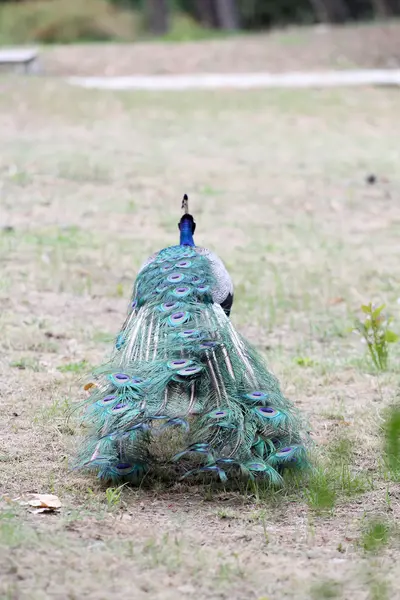 Beautiful peacock in a reservation — Stock Photo, Image