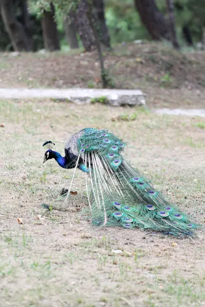 Schöner Pfau in einem Reservat — Stockfoto