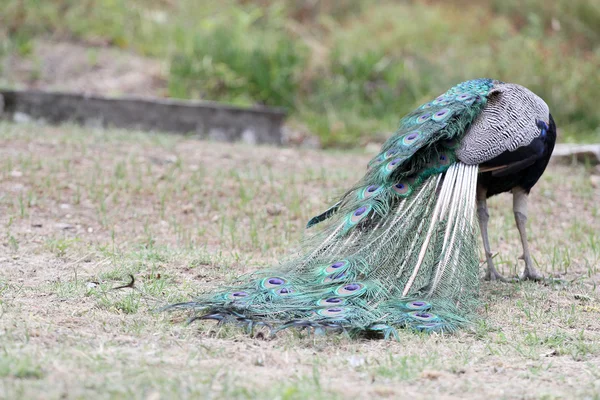 stock image Beautiful peacock in a reservation