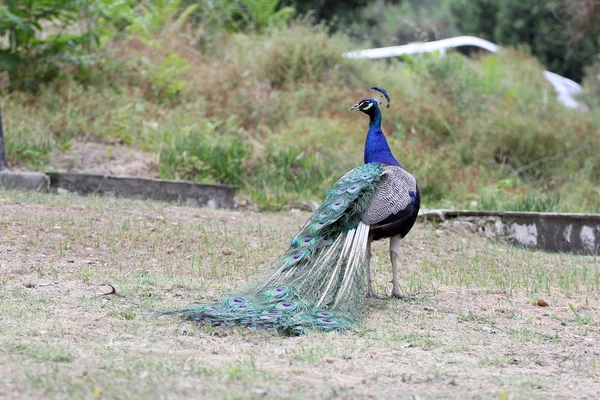 Schöner Pfau in einem Reservat — Stockfoto