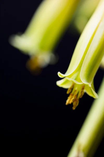 Aloe vera květ s detaily a tmavým pozadím — Stock fotografie