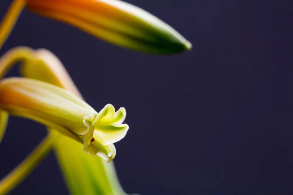 Fleur d'aloe vera avec détails et fond sombre — Photo