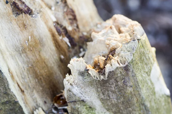 Restos de un viejo tronco de árbol sin corteza comido por gusanos de madera con rastros de gusano — Foto de Stock