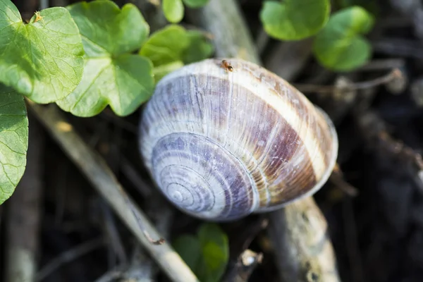 Orchard snail (Helix pomatia) - guscio con consistenza del suolo e foglie — Foto Stock