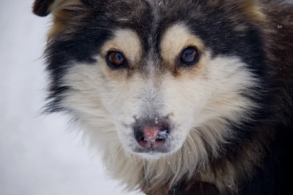 Schöner, flauschiger Hund auf weißem, schneebedecktem Hintergrund — Stockfoto