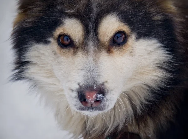 Schöner, flauschiger Hund auf weißem, schneebedecktem Hintergrund — Stockfoto