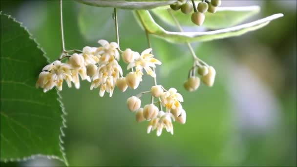 Hojas de tilo y flores con viento soplando — Vídeo de stock