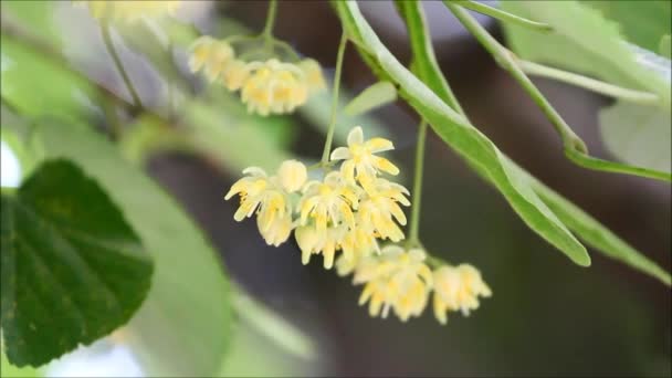 Ihlamur yaprakları ve esen rüzgar ile çiçekler — Stok video
