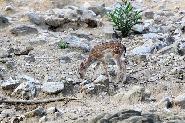 Baby deer in a reservation — Stock Photo, Image