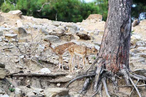 Baby deer in a reservation — Stock Photo, Image