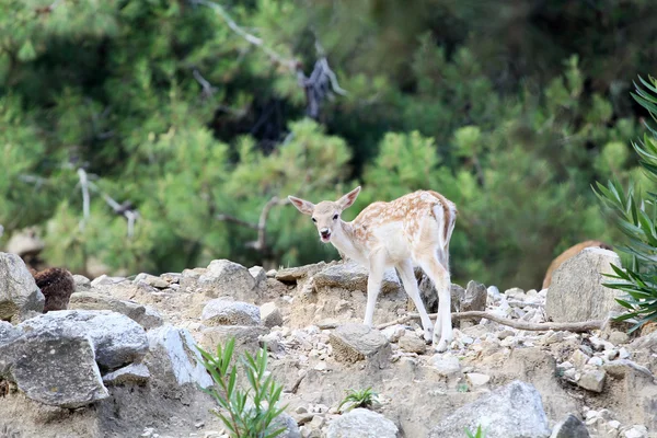 Baby deer in a reservation — Stock Photo, Image