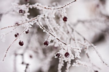 Dalları meyveleri hoarfrost doğal zemin üzerine dolu ile