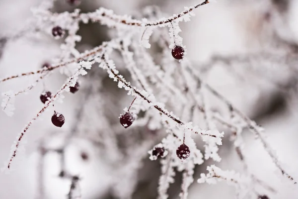 Branches avec des baies pleines de givre sur fond naturel — Photo