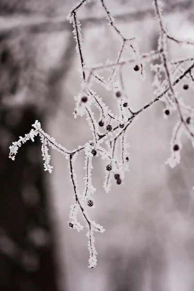 果実の自然な背景に霜の枝 — ストック写真
