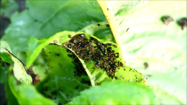 Bladluizen (plant luizen) op een kersenboom blad — Stockvideo